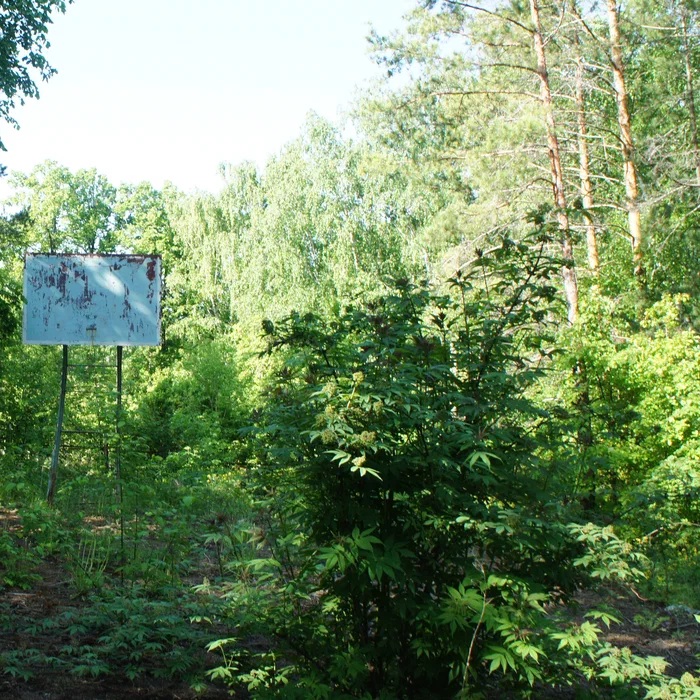 База отдыха "Березка" — DSC06943