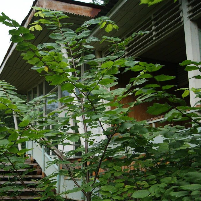 База отдыха "УНПЗ" — DSC06189