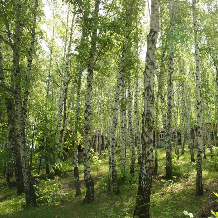 База отдыха "Айгуль" и мост — DSC04477