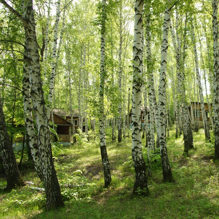 База отдыха "Айгуль" и мост — DSC04485